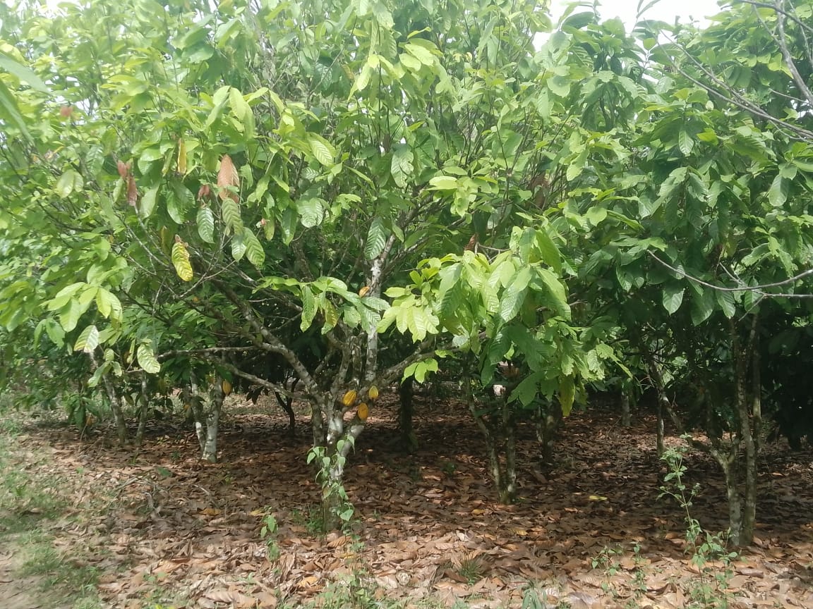 Cacaoyères sous ombrage